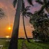 tamarindo