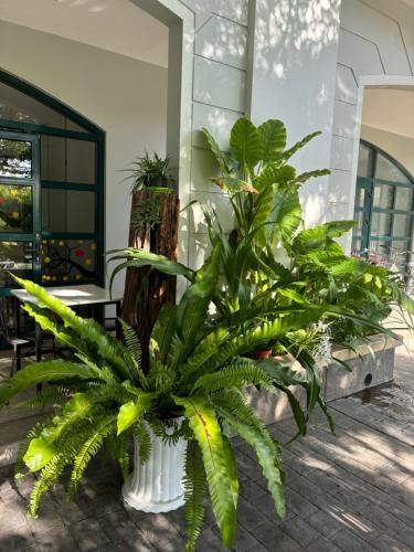 green inn phu quoc hotel