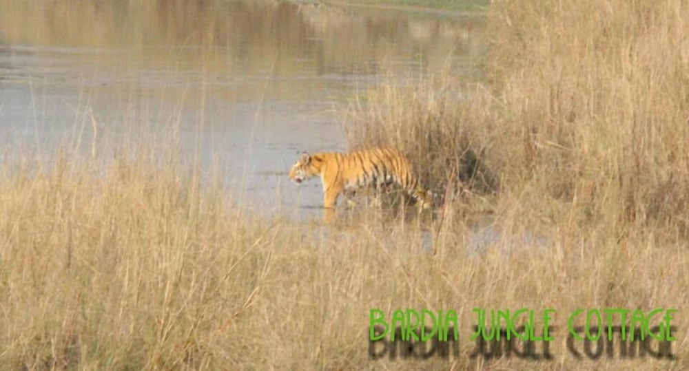 bardia jungle cottage