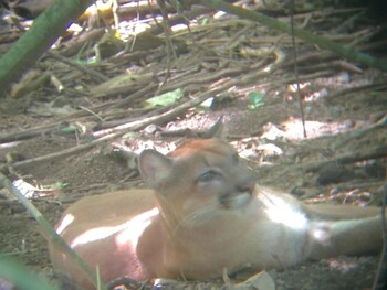 hostel y cabinas tapandua