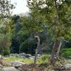 sequoia riverfront cabins