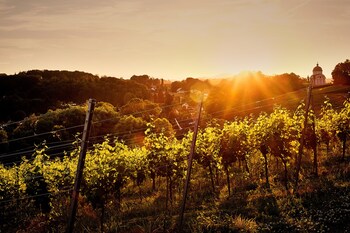 ehrenhausen an der weinstra e