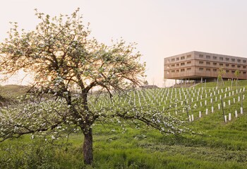 ehrenhausen an der weinstra e