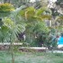 mapleton