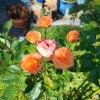 mapleton peaceful provence bnb