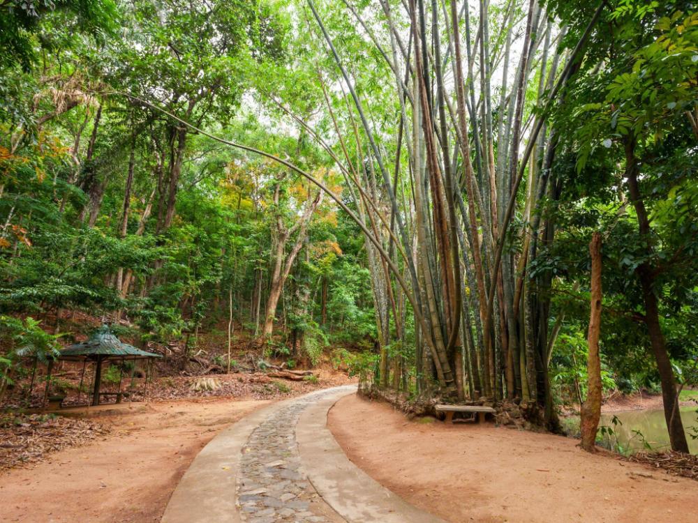 kandy myst by cinnamon