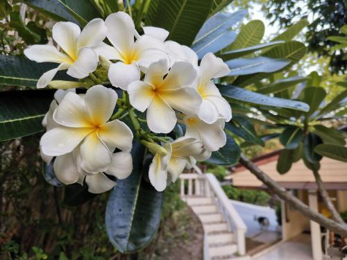 on the hill karon resort