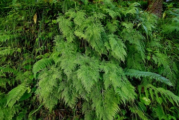 brij villa dalhousie