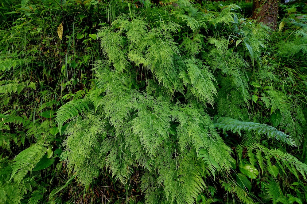 brij villa dalhousie