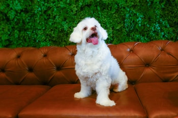 hilton garden inn reboucas