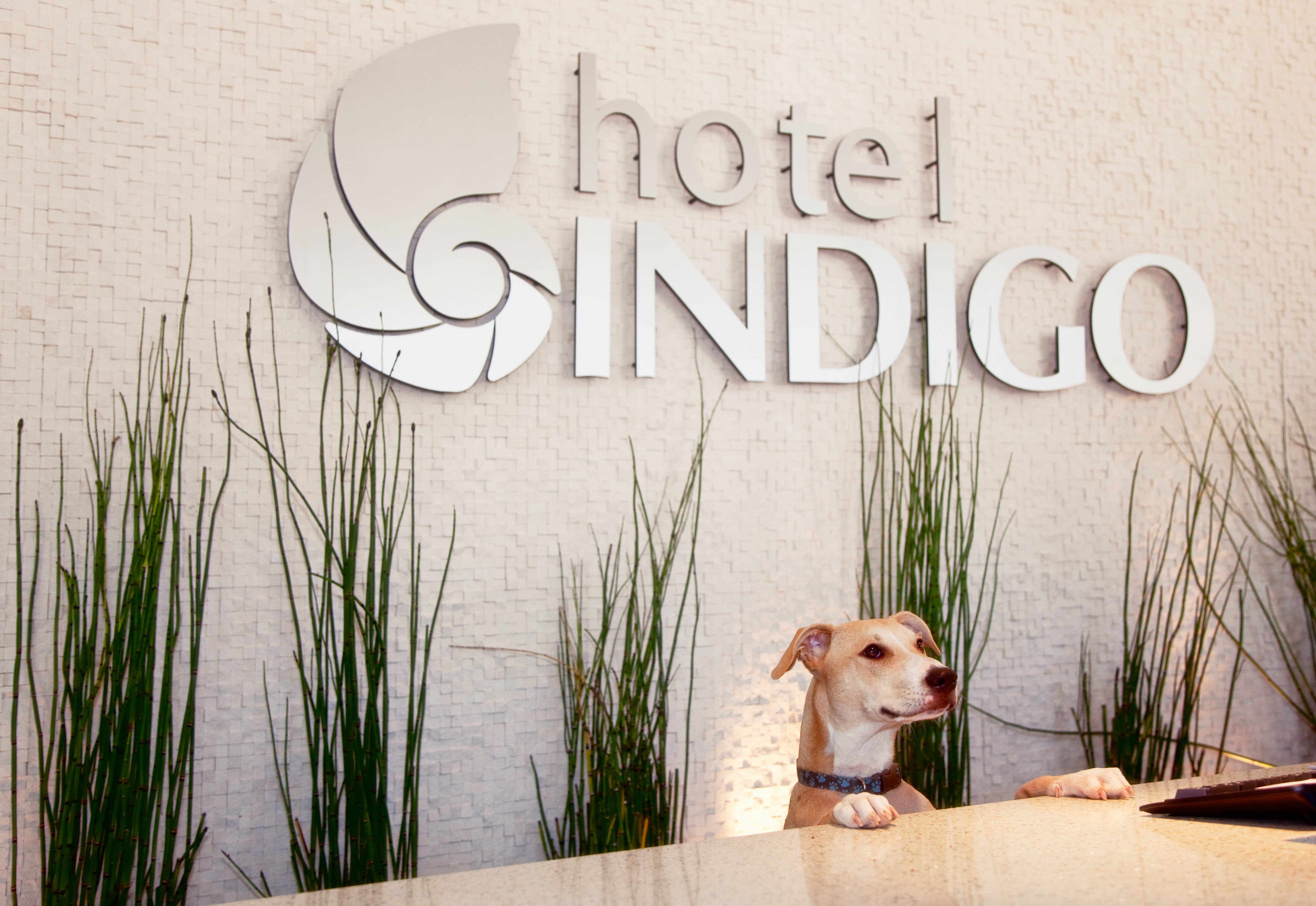 hotel indigo san diego gaslamp quarter by ihg