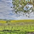 apple farm