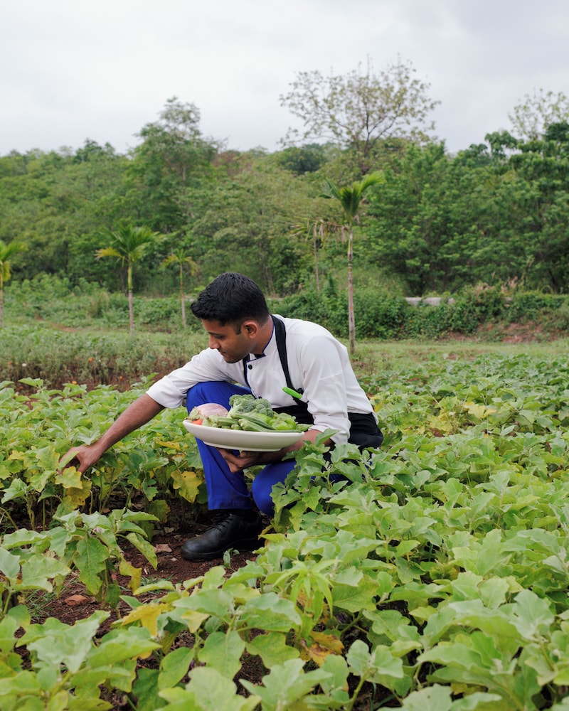 the postcard hideaway netravali