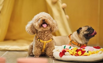 hilton guangzhou science city