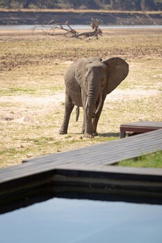 south luangwa national park
