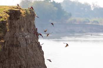 south luangwa national park