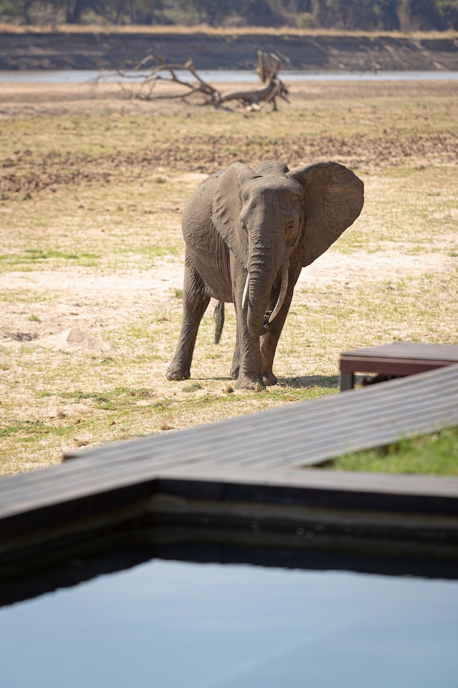 south luangwa national park