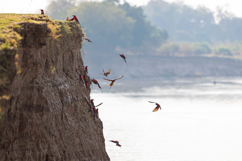 south luangwa national park