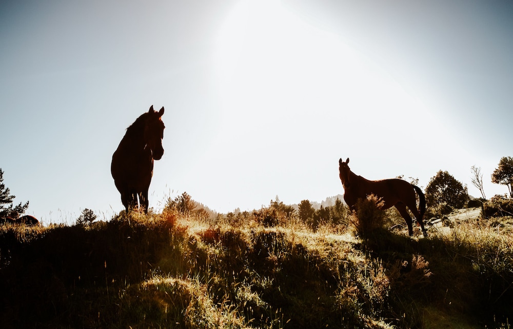 treetops lodge and estate