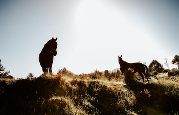 treetops lodge and estate