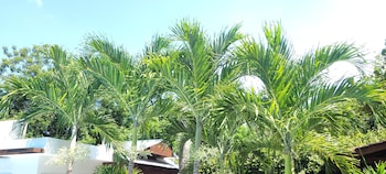 la romana