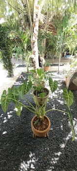 la romana