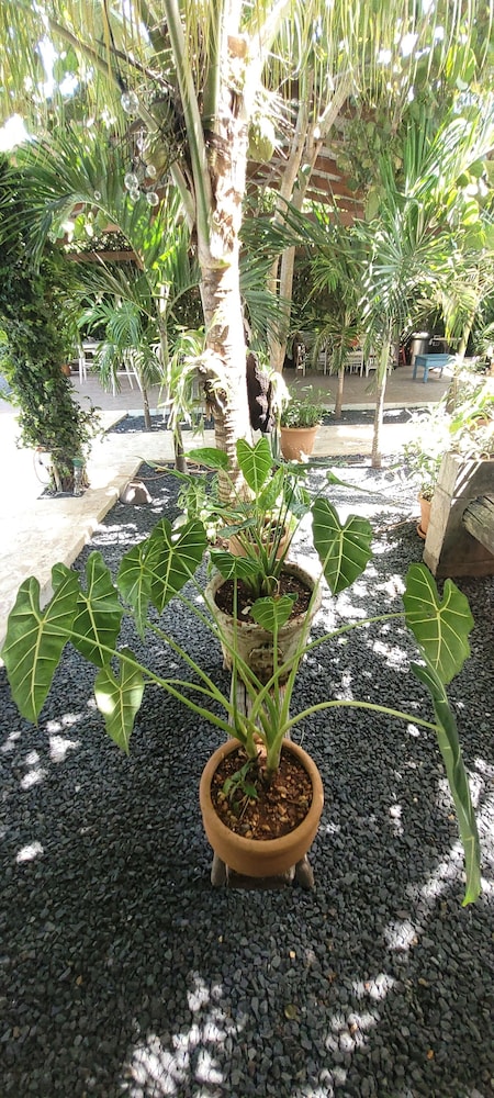 la romana