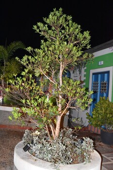 calizo vip guest house