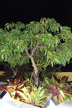 calizo vip guest house