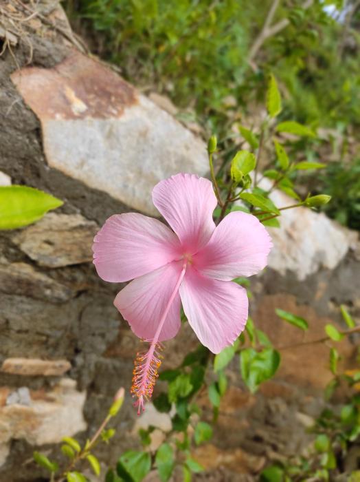 adaara a pet friendly cottage