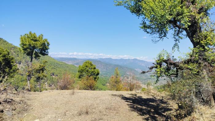 adaara a pet friendly cottage