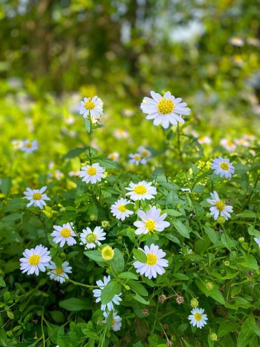 rakmak kan resort and cafe