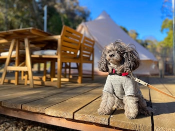 couscous glamping manazuru