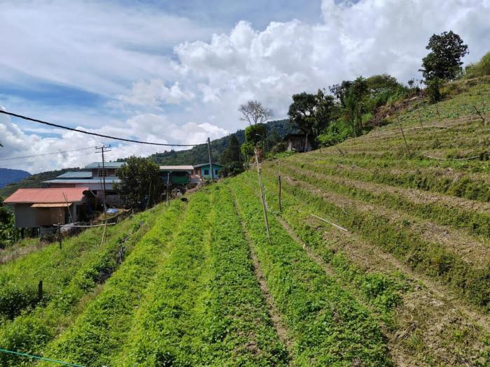 kundasang mount garden