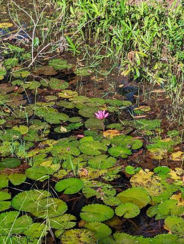 the river retreat koh mak