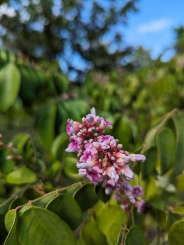 the river retreat koh mak