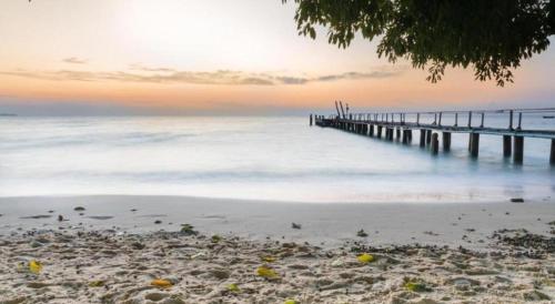 greenplace samed seahorse