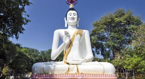 greenplace samed seahorse