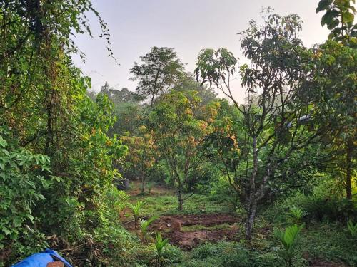 studio arambol green haven r 7
