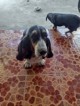 mae sot commune and camping