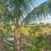 tuljapur