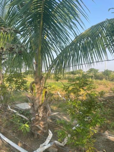 tuljapur