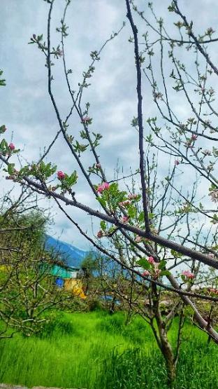 the trip house manali