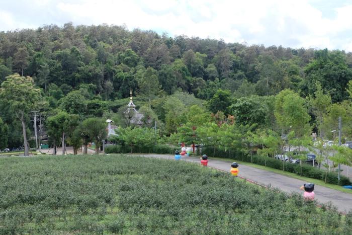 passa tea plantation mae on