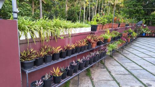 souparnika lakeview homestay