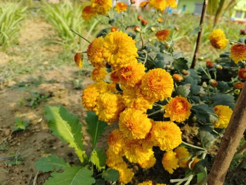 Hotel Olivia And Resort,,2 star