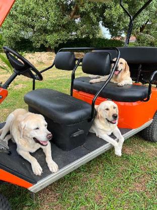 for paws dog camp