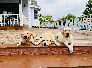 for paws dog camp