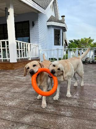 for paws dog camp