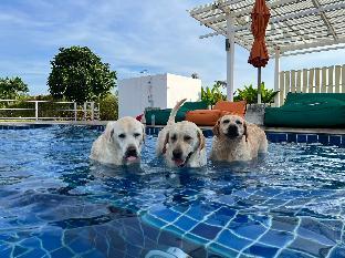 for paws dog camp
